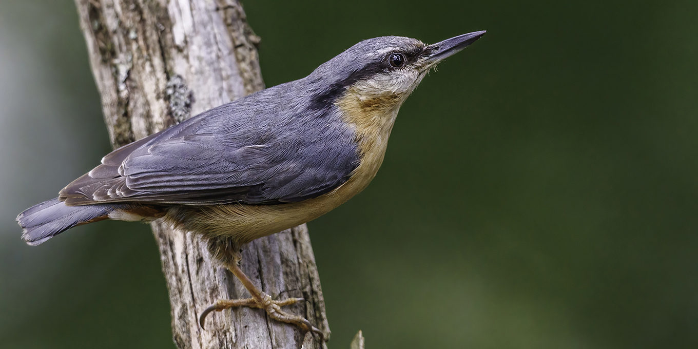 Découverte des oiseaux forestiers